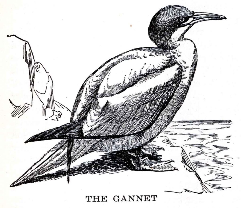 Gannet Webres