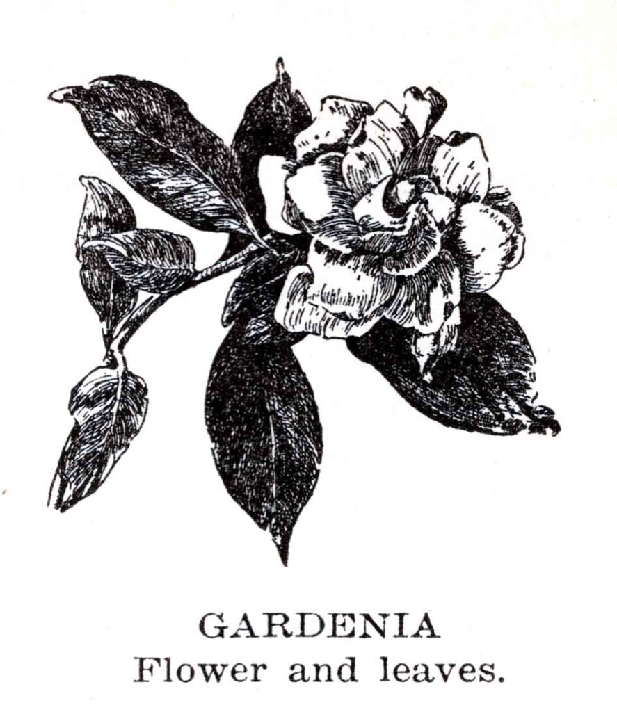 Gardenia Webres