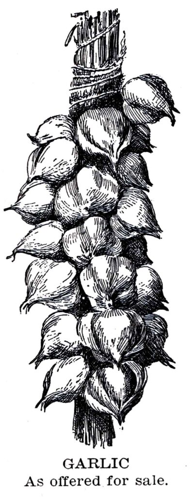 Garlic Webres