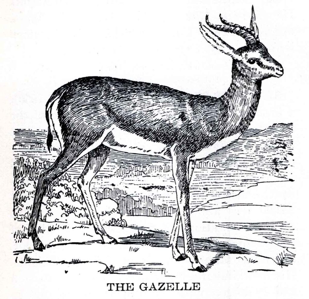 Gazelle Webres