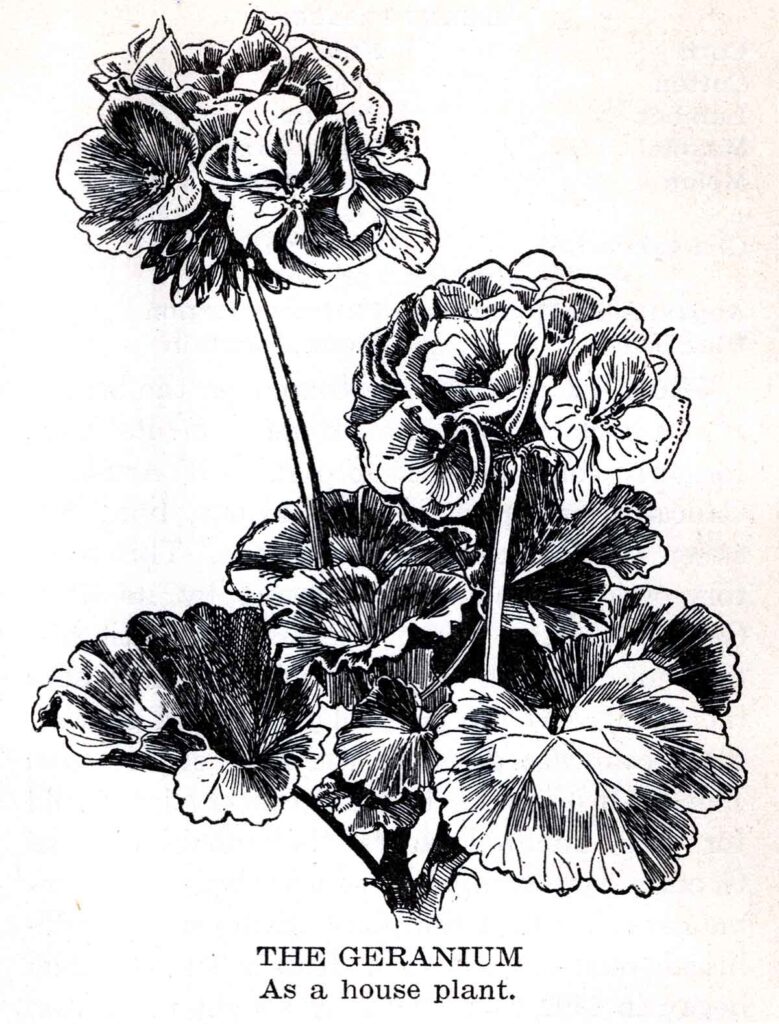 Geranium Webres