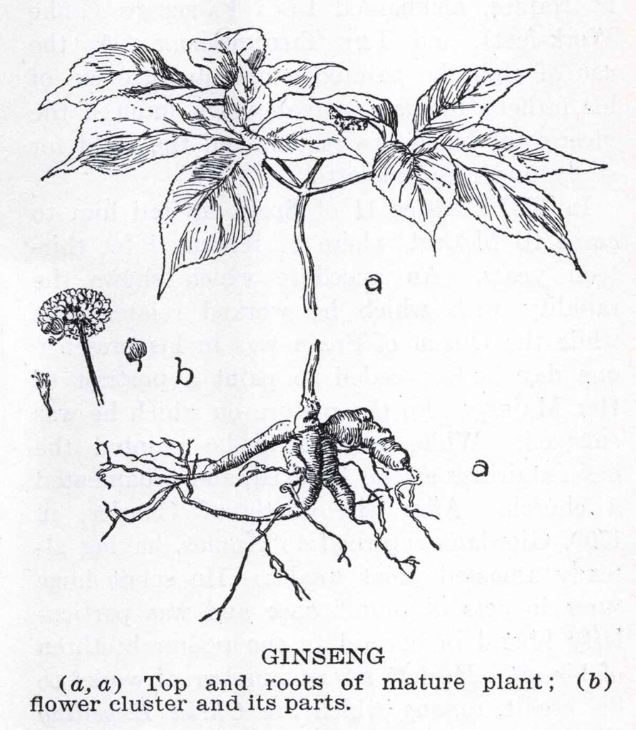 Ginseng Webres