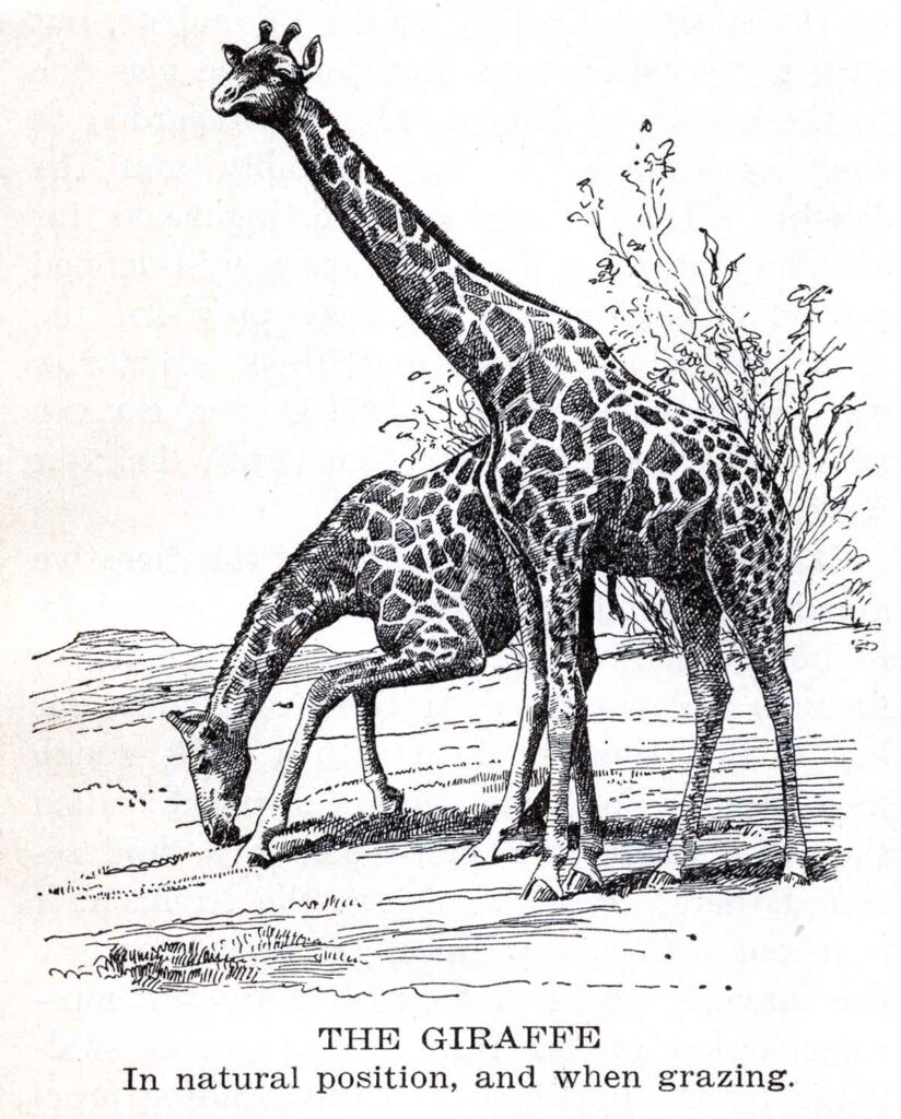 Giraffe Webres