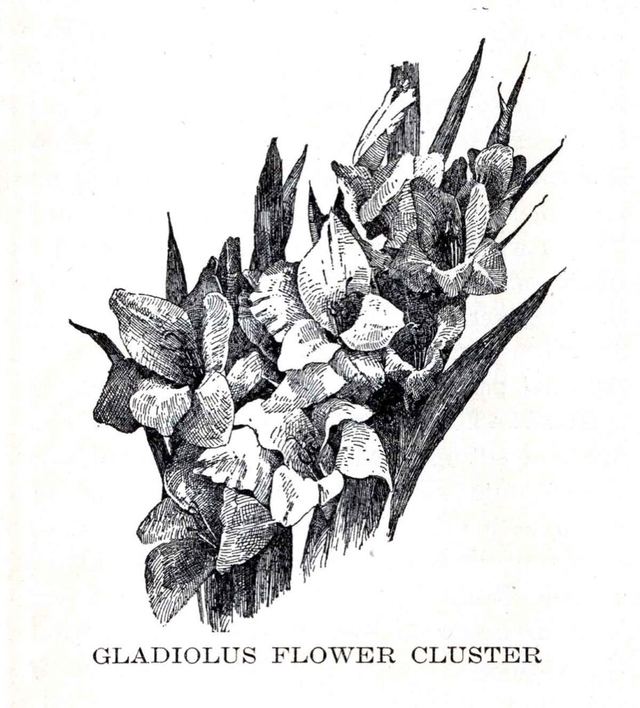 Gladiolus Webres