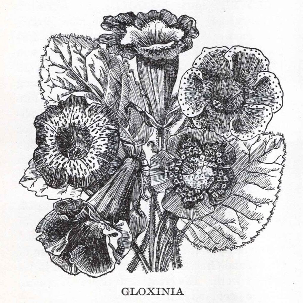 Gloxina Webres