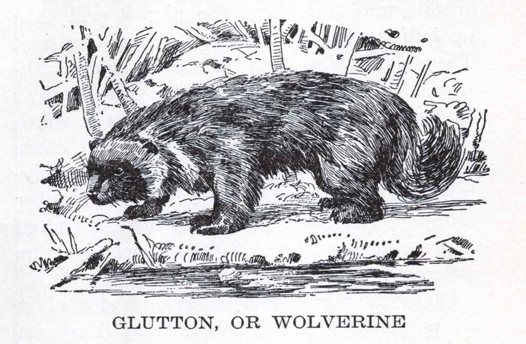 Glutton Wolverine Webres