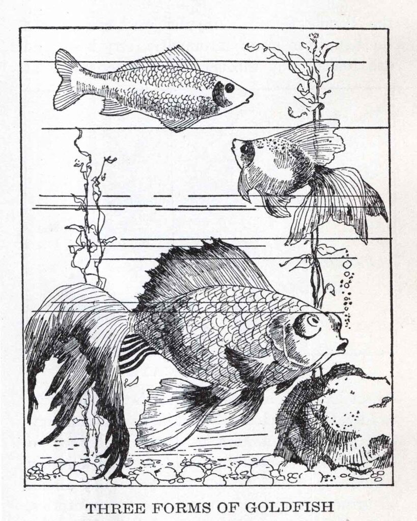 Goldfish Webres
