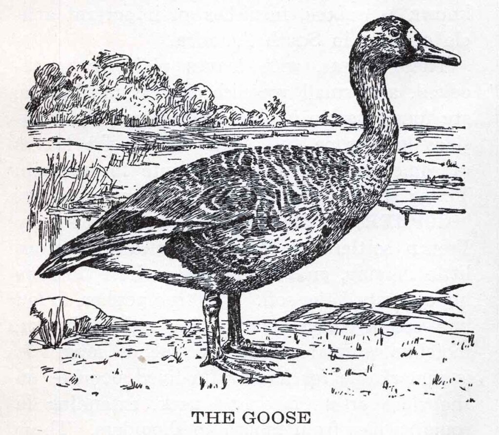 Goose Webres