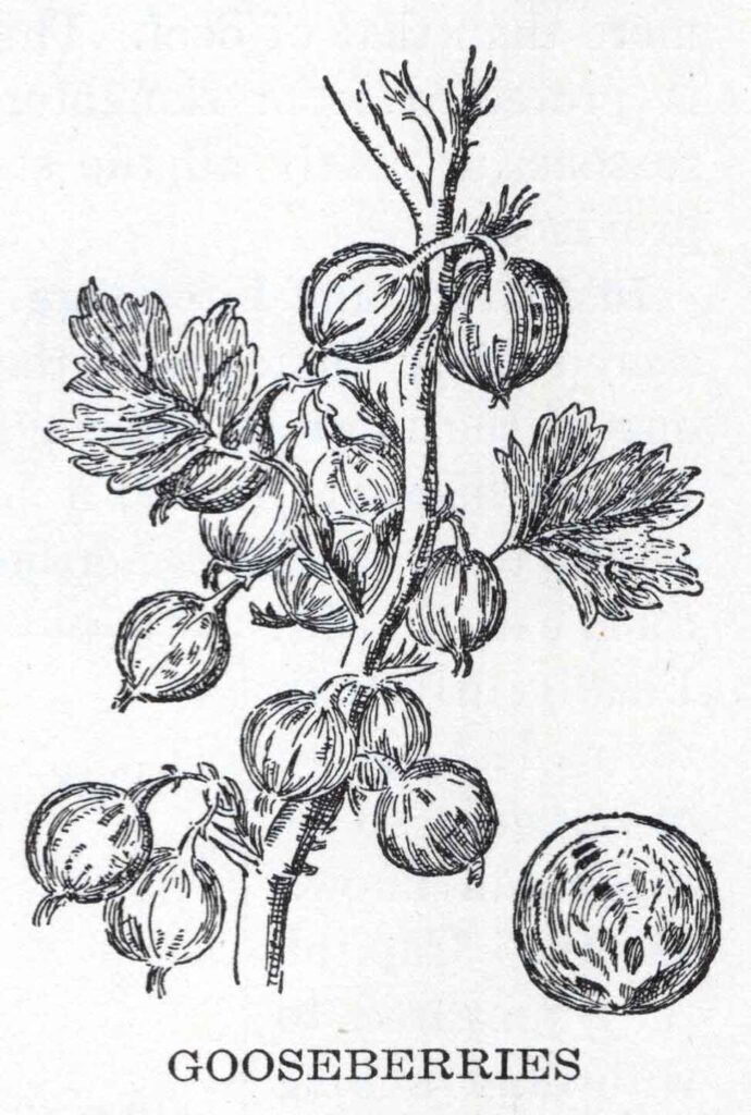Gooseberries Webres