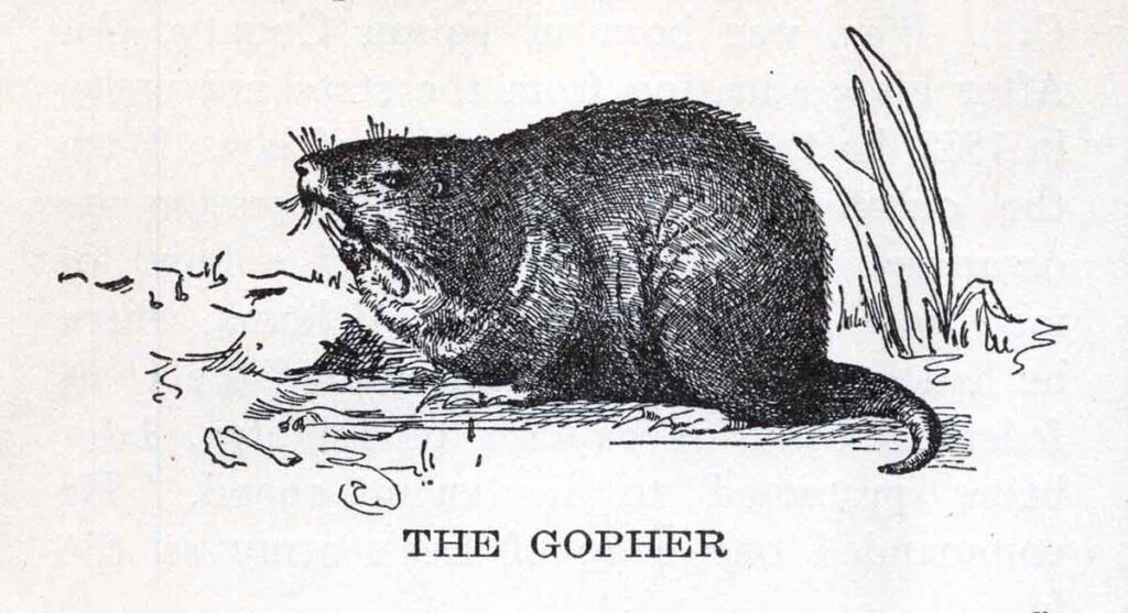 Gopher Webres