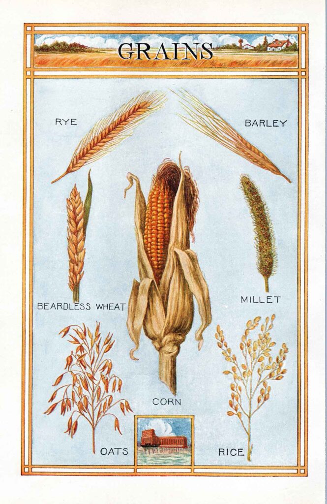 Grains Webres