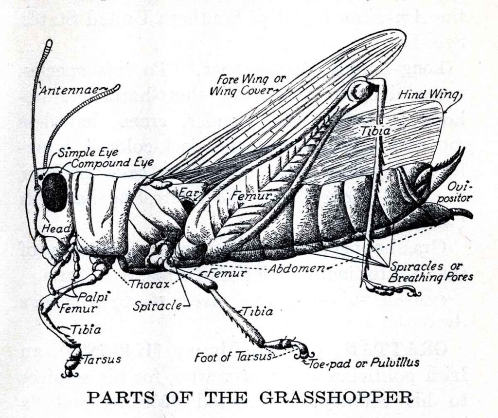 Grasshopper Webres