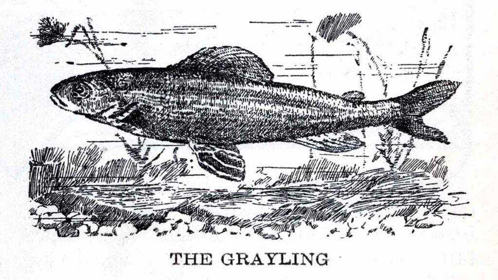 Grayling Fish Webres