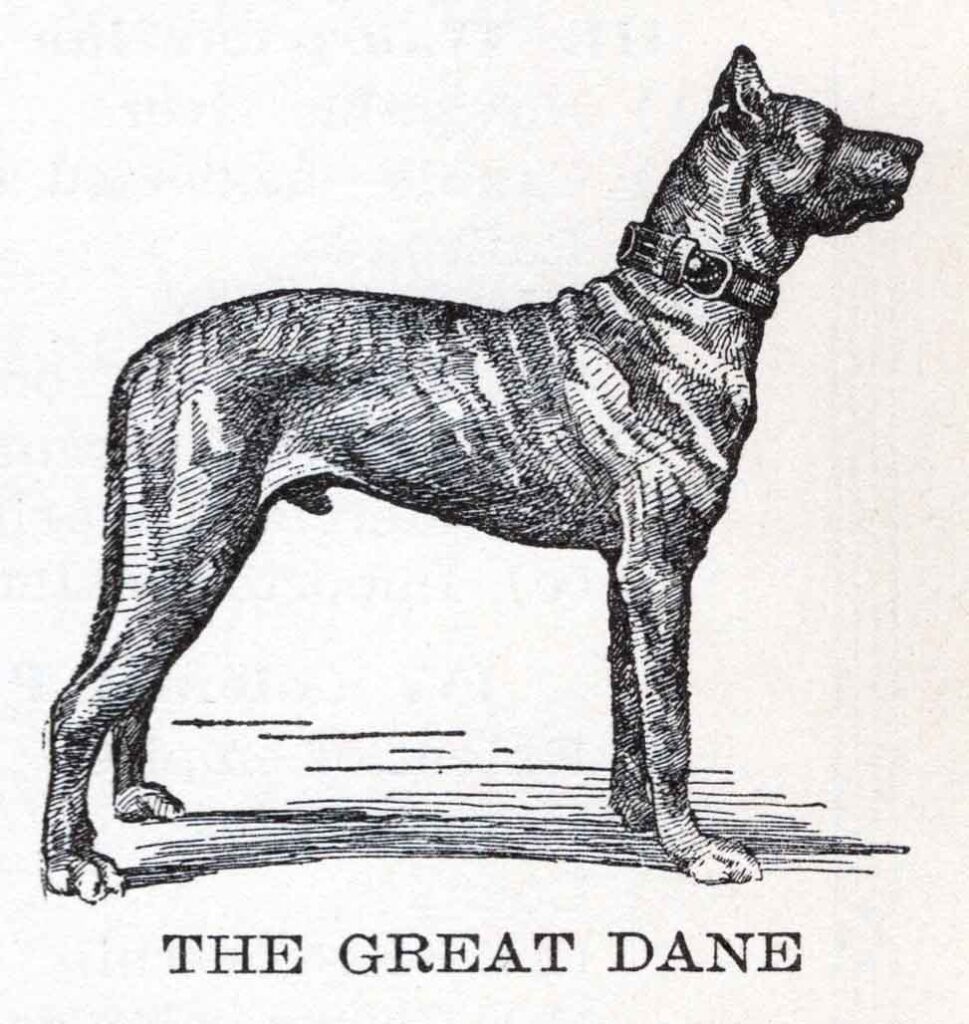Great Dane Webres