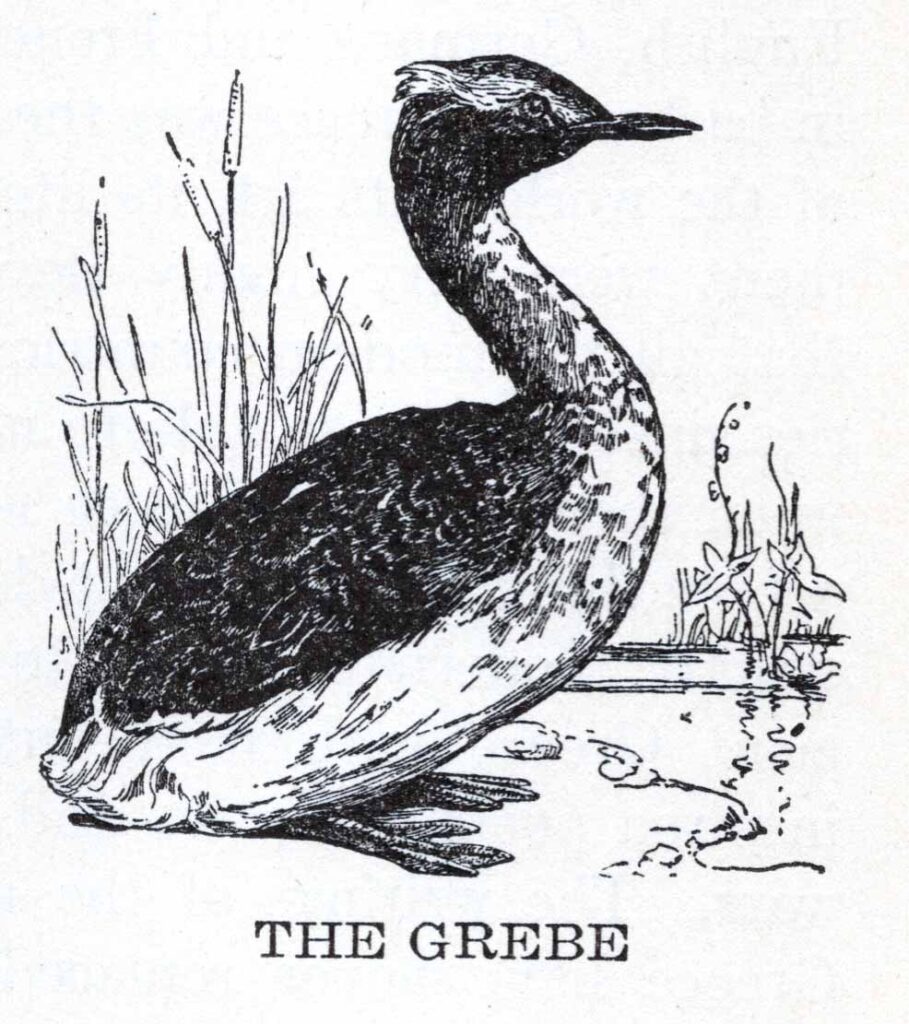 Grebe Webres