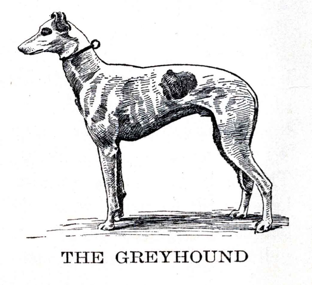 Greyhound Webres