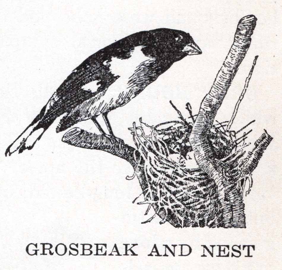 Grosbeak Webres