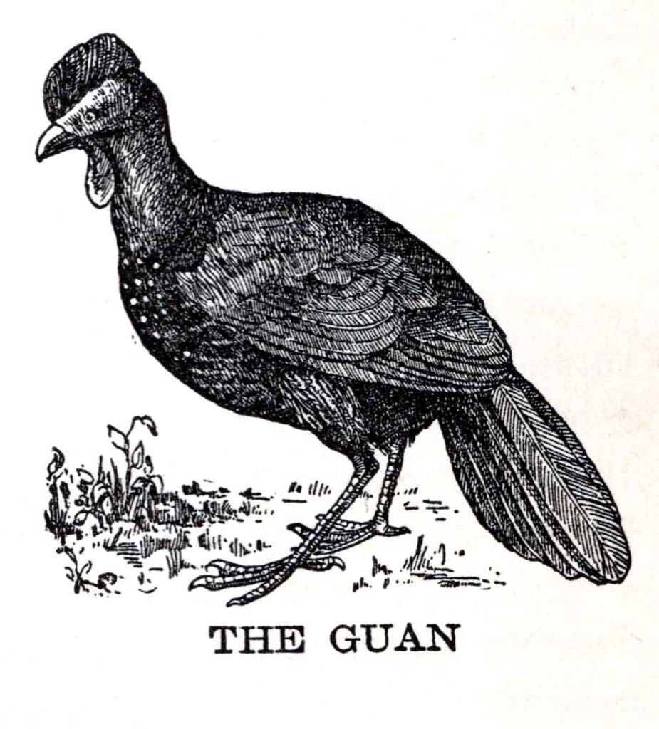 Guan Webres