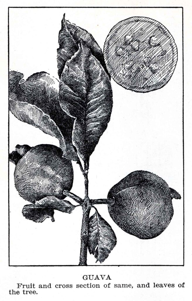 Guava Webres