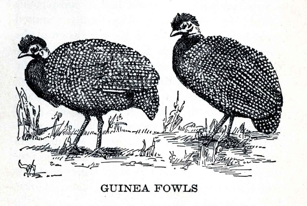 Guinea Fowl Webres