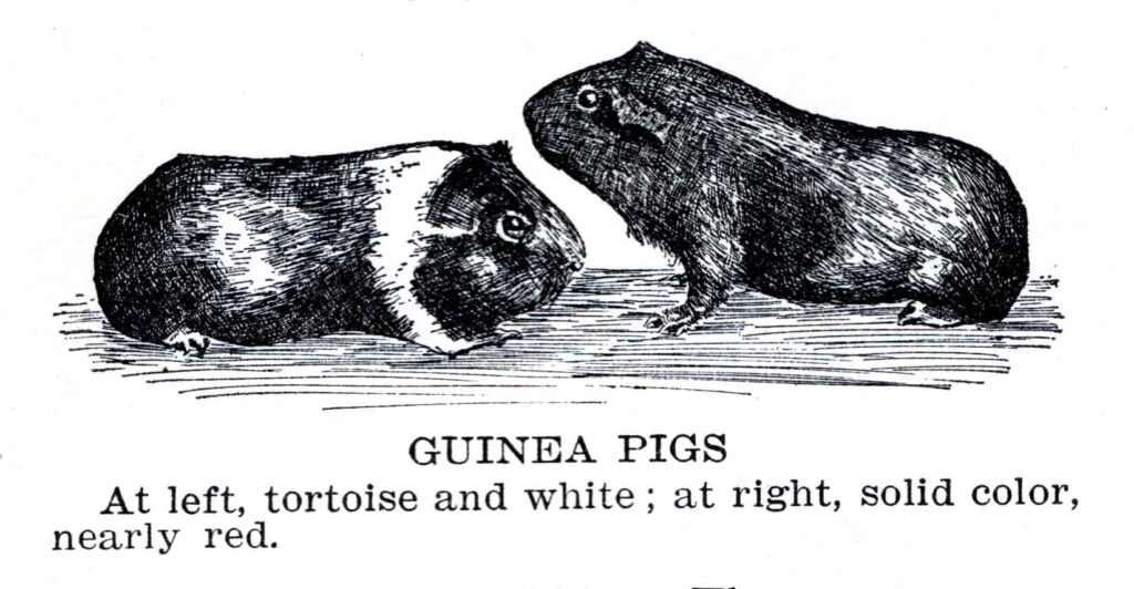 Guinea Pigs Webres