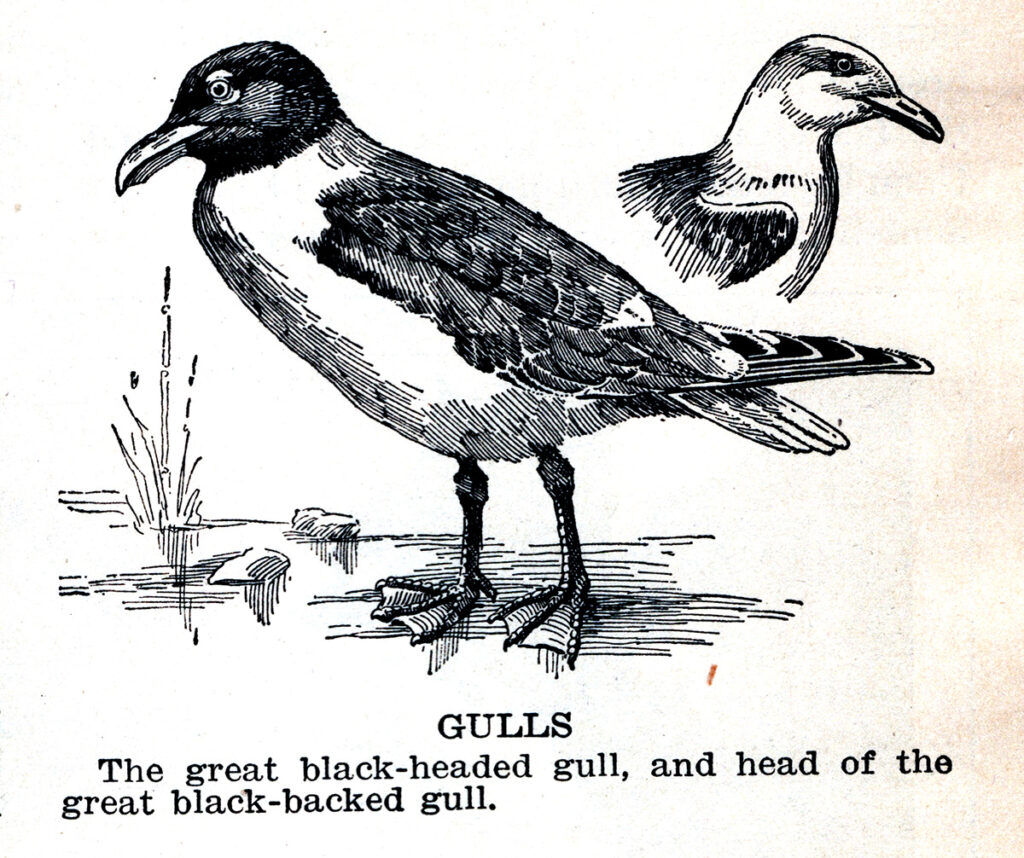 Gulls Webres