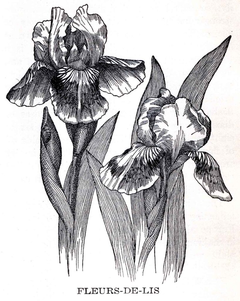 Iris Fleurs De Lis Webres