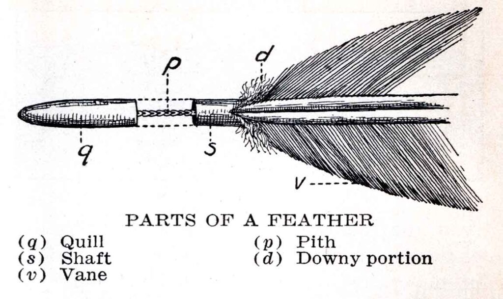 Parts Of A Feather Webres