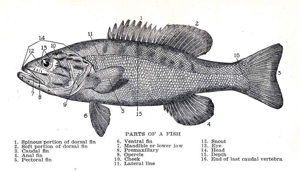 Parts Of A Fish Webres