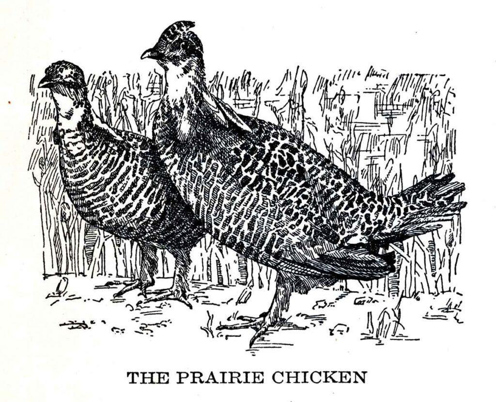 Prairie Chicken Webres