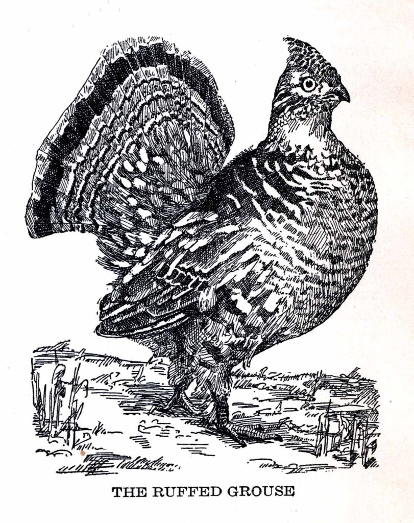 Ruffed Grouse Webres