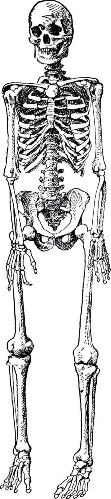 Skeleton Webres