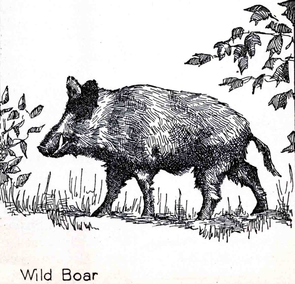 Wild Boar Of Europe Webres