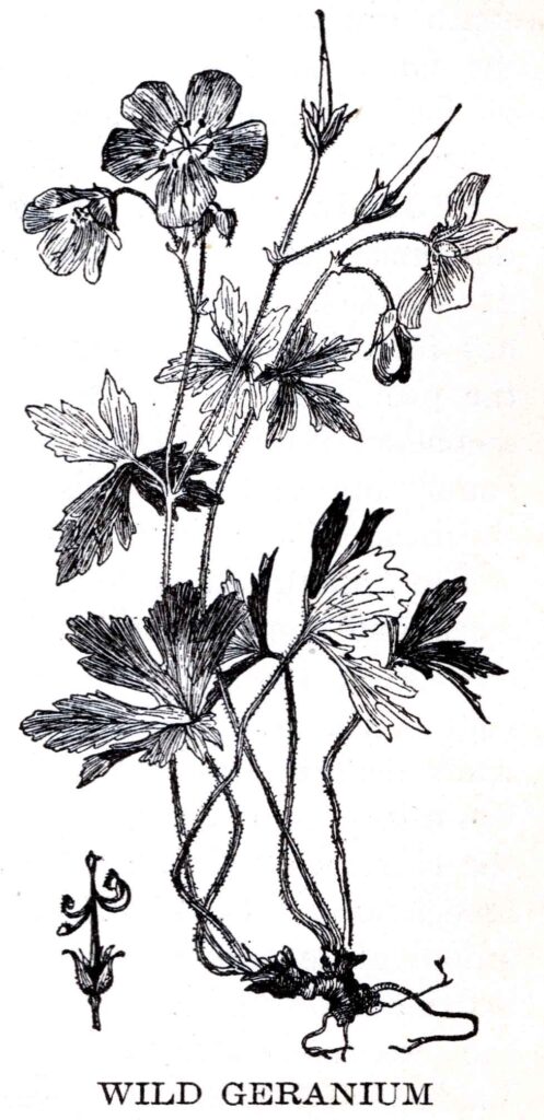 Wild Geranium Webres