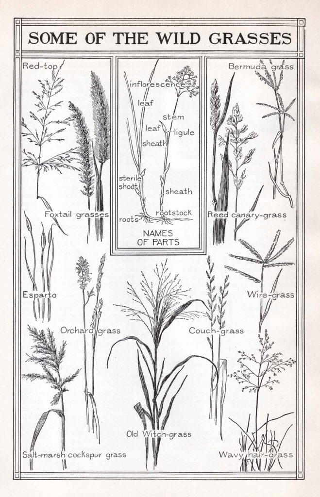 Wild Grasses Webres
